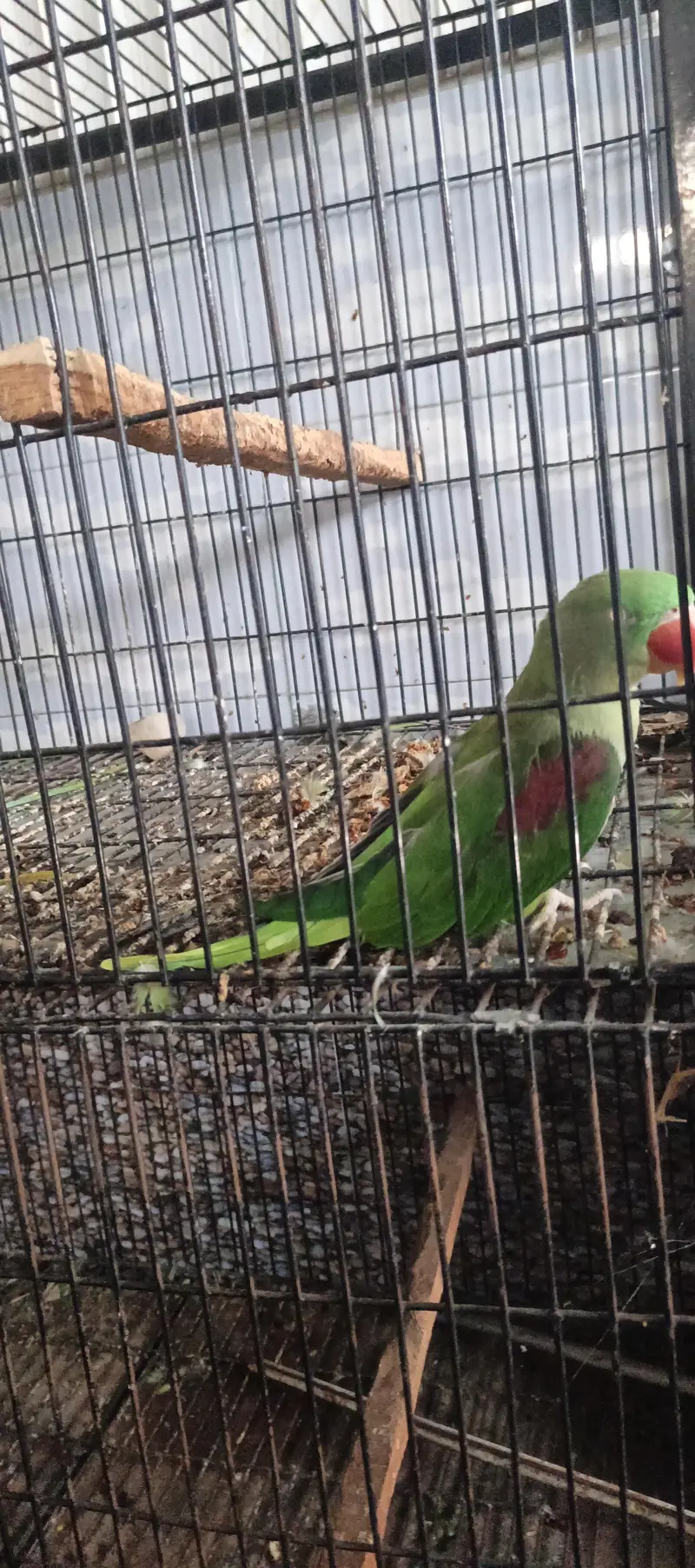 Raw parrots breeder pair