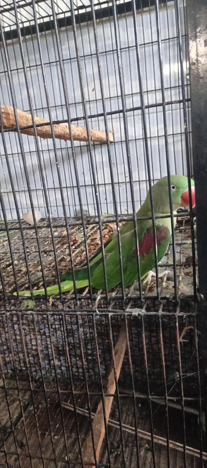 Raw parrots breeder pair — photo 2