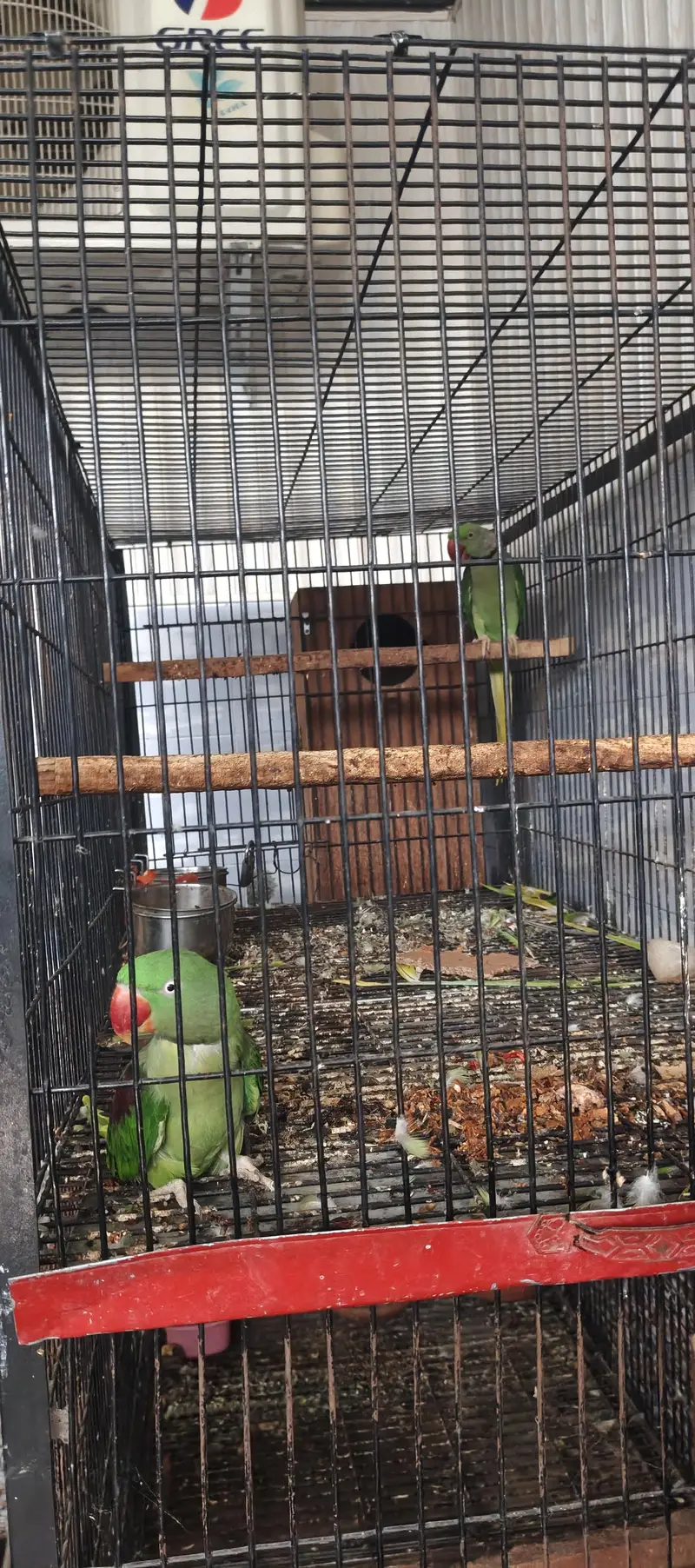 Raw parrots breeder pair — photo 3