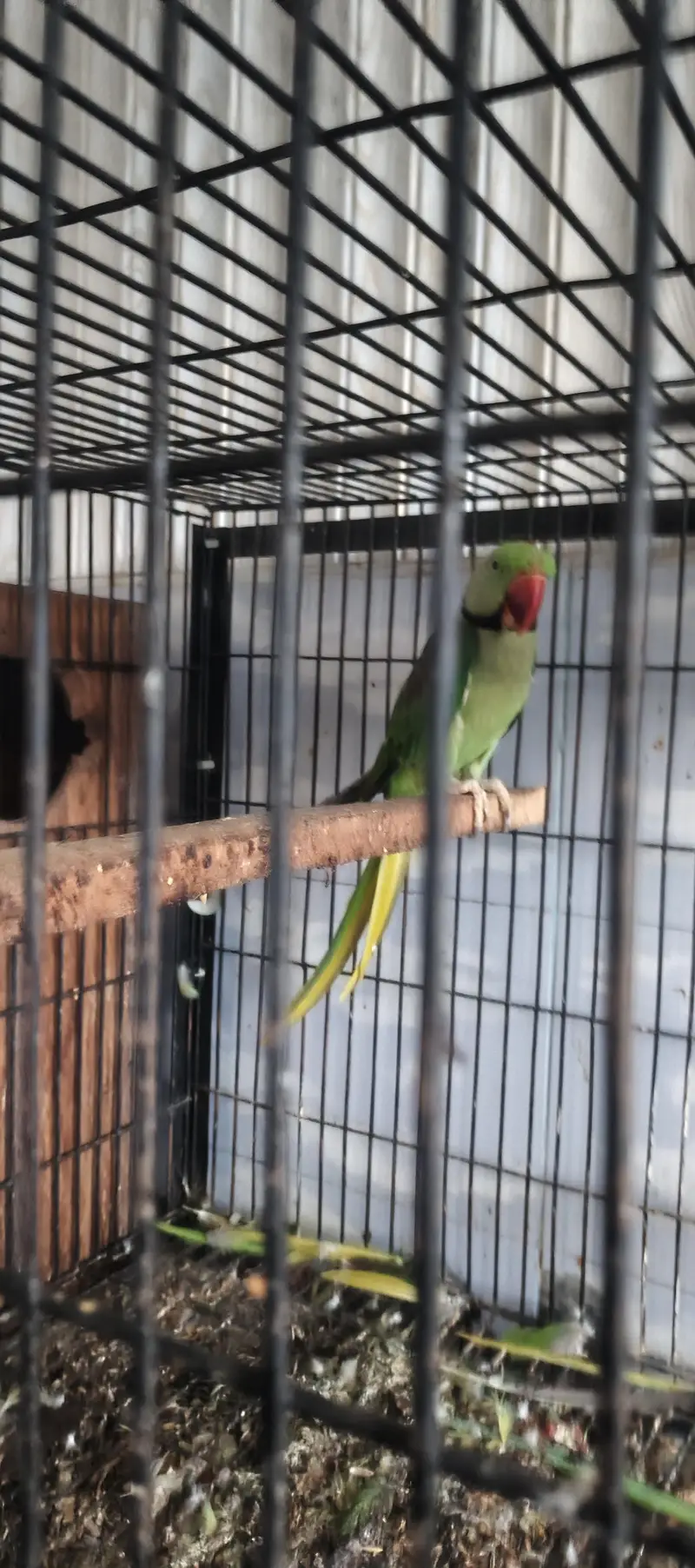 Raw parrots breeder pair — photo 4