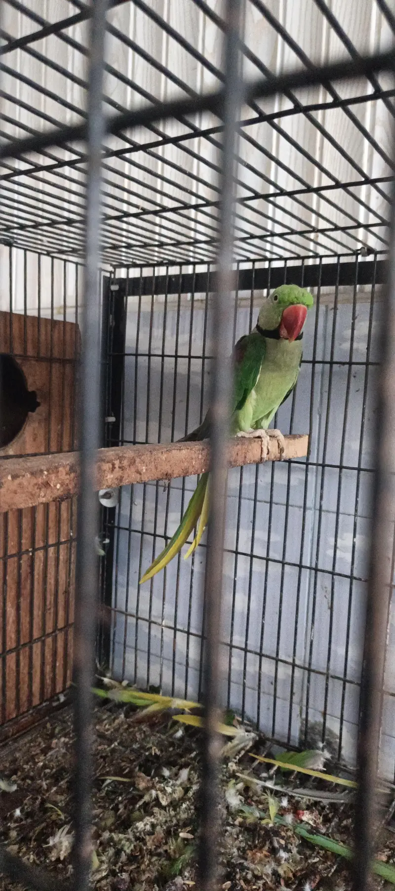 Raw parrots breeder pair — photo 5