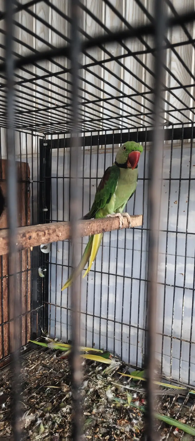 Raw parrots breeder pair — photo 6