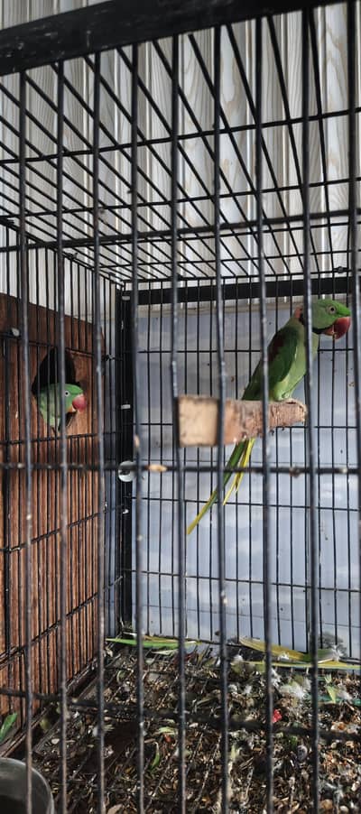 Raw parrots breeder pair