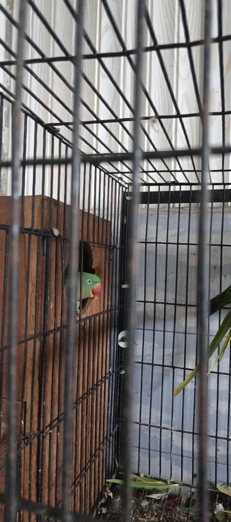 Raw parrots breeder pair — photo 8