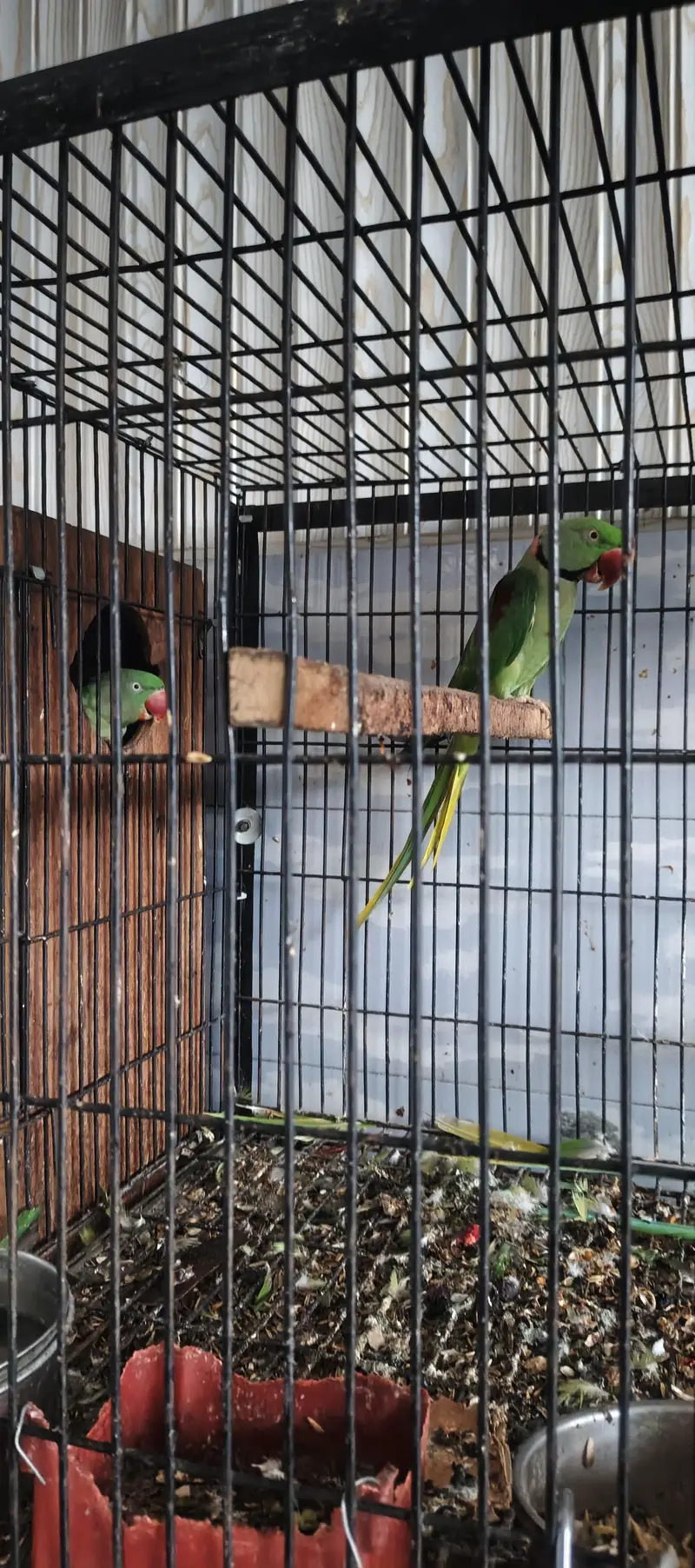 Raw parrots breeder pair — photo 9