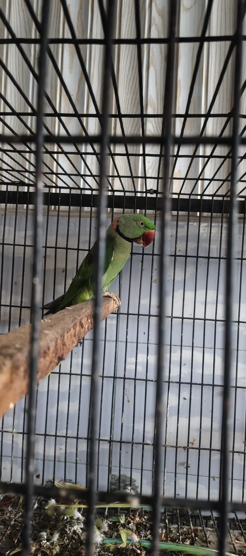 Raw parrots breeder pair — photo 10