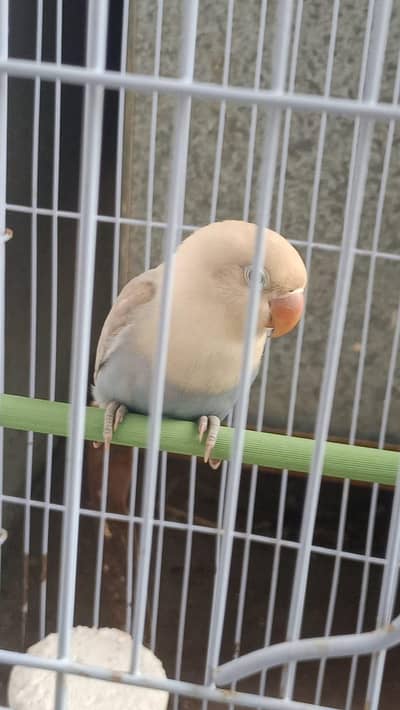 2 love birds for sale
