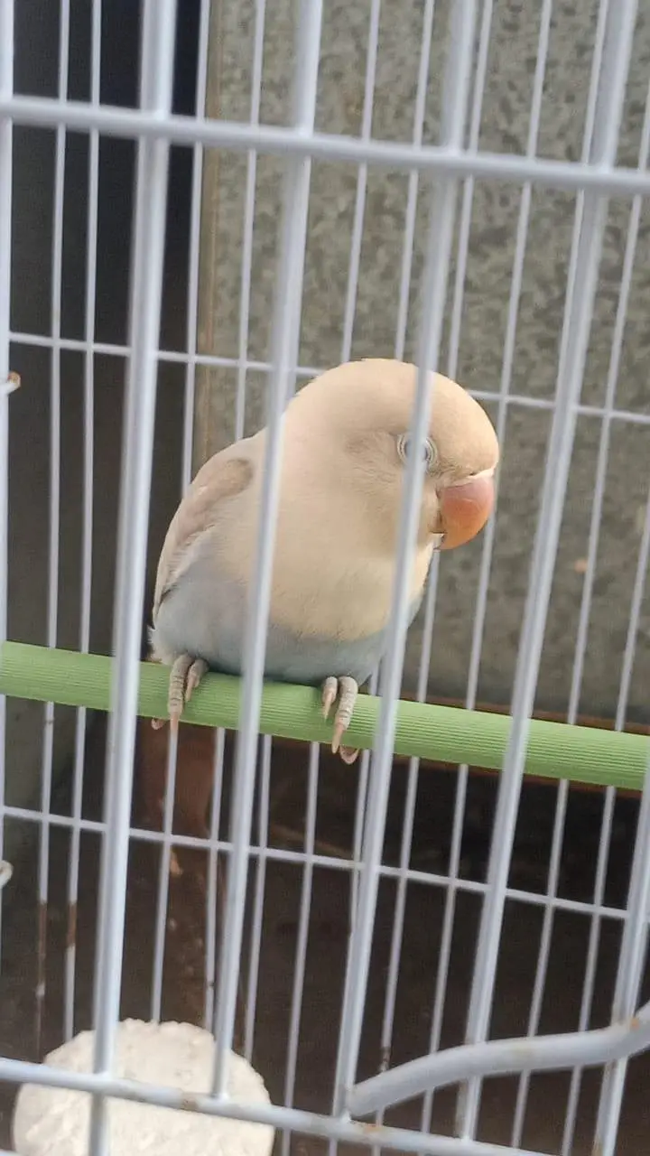 2 love birds for sale