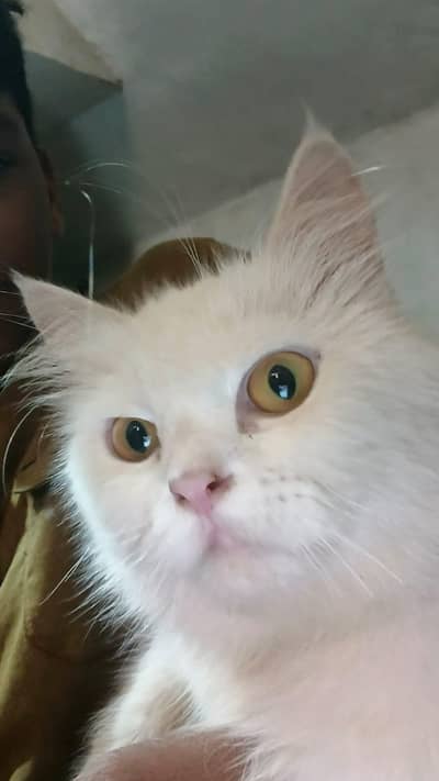 Beautiful Persian Cat for Sale