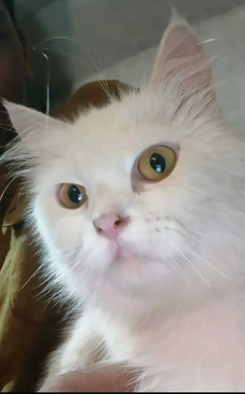 Beautiful Persian Cat for Sale — photo 2