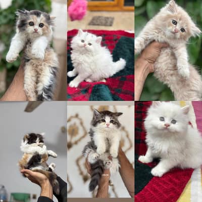 Pursian kittens | Cat | kittens | pursian cat