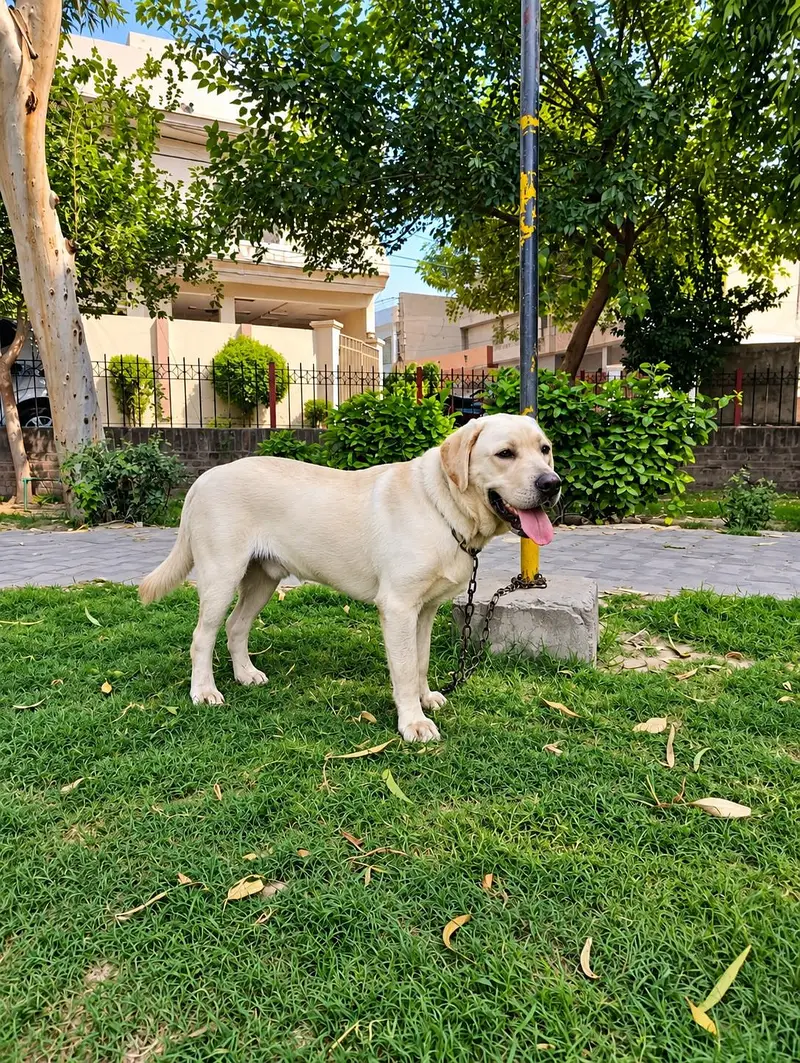 Labrador male 03314722918