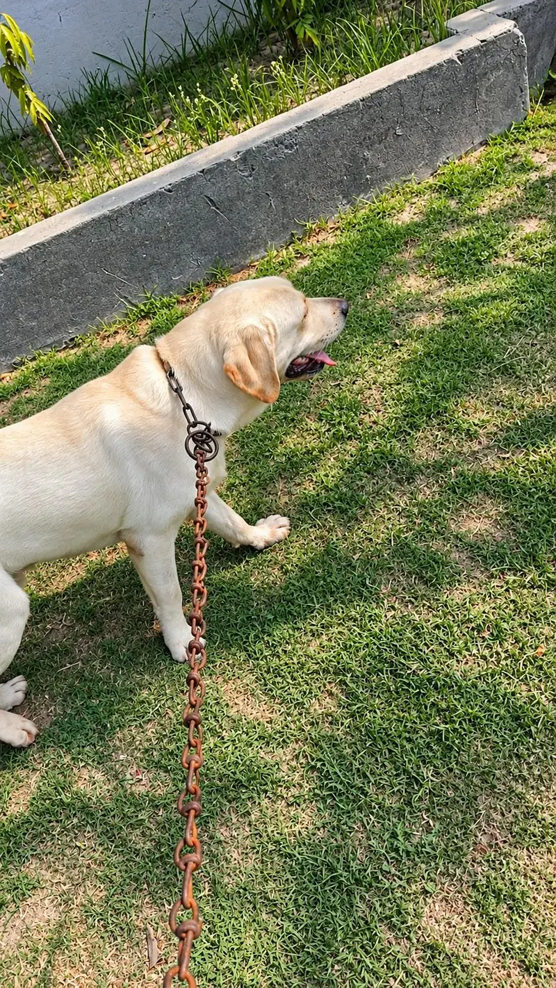Labrador male 03314722918 — photo 2