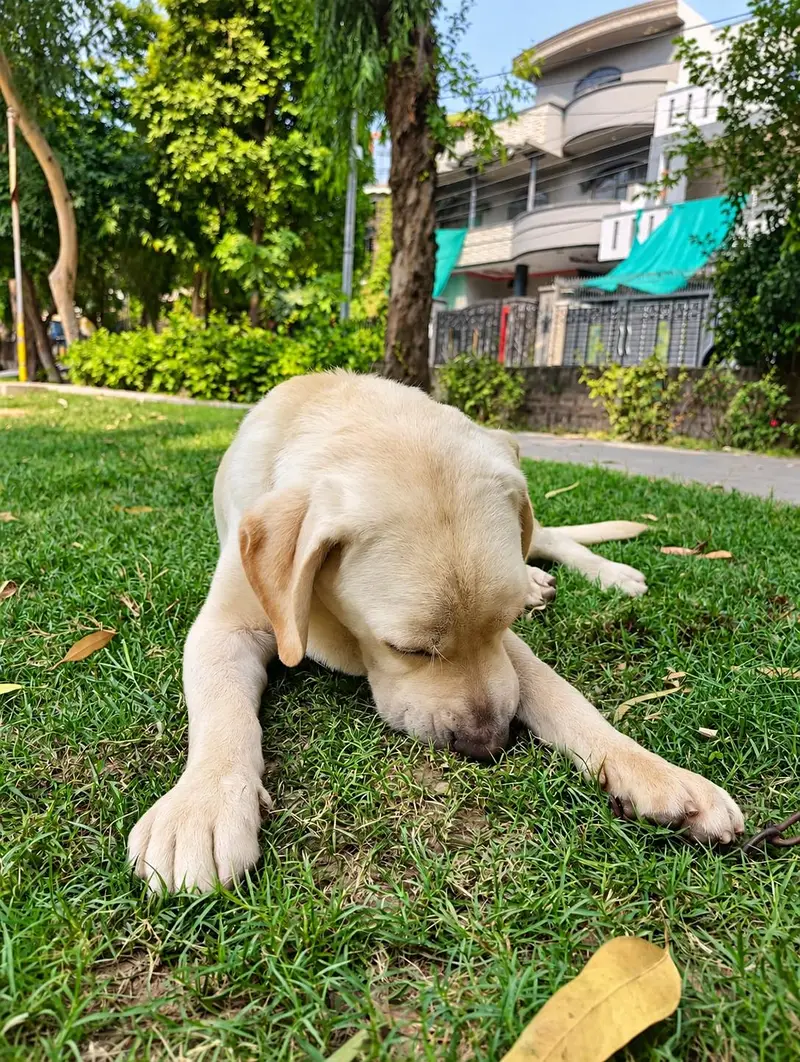 Labrador male 03314722918 — photo 3