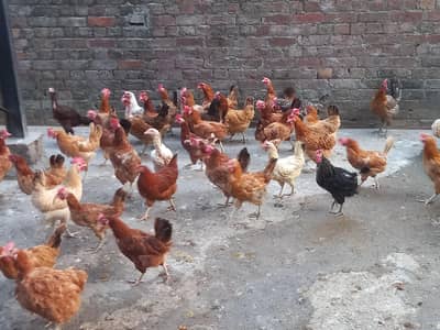 Egg lauinh loham brown & golden misri