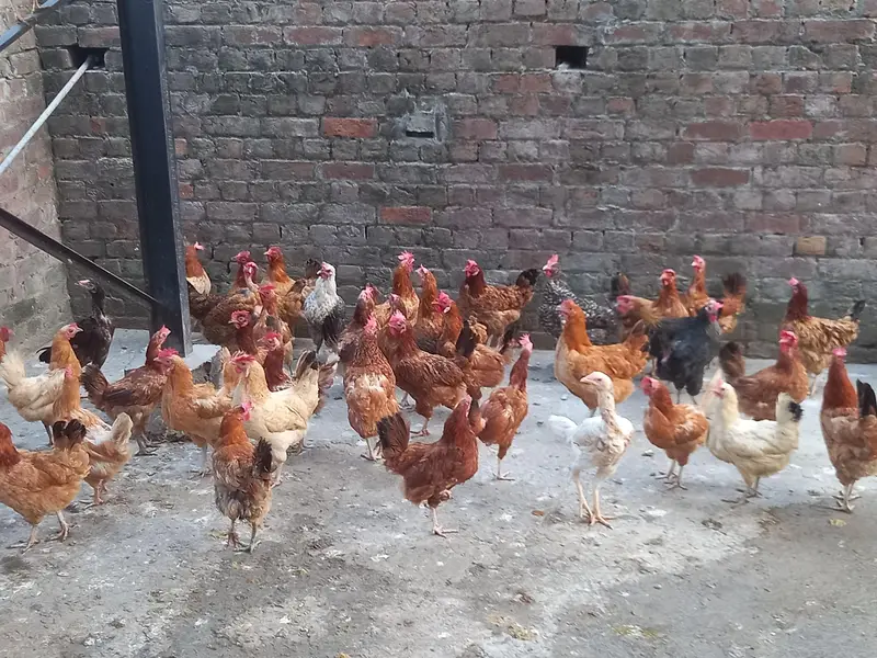 Egg lauinh loham brown & golden misri — photo 2