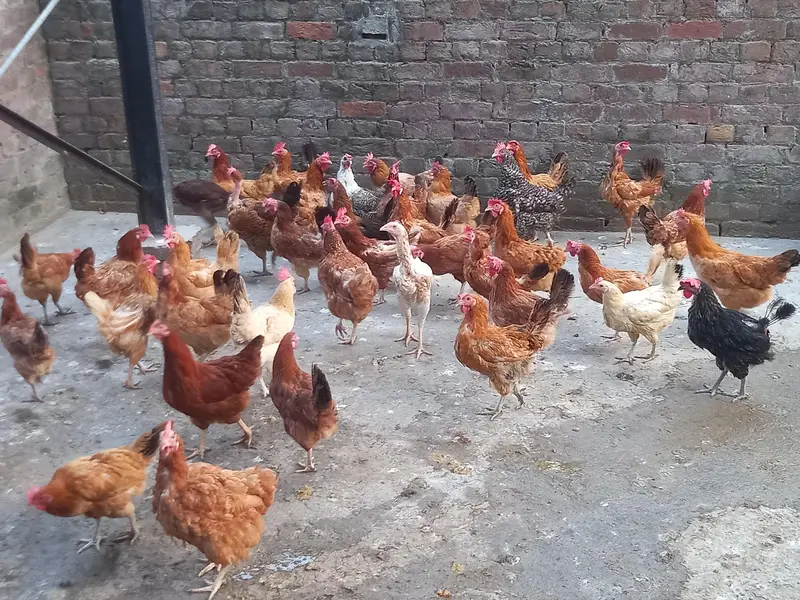 Egg lauinh loham brown & golden misri — photo 3