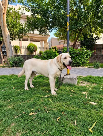 Labrador adult male