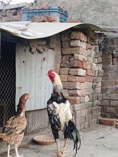 shamo male + mianwali female