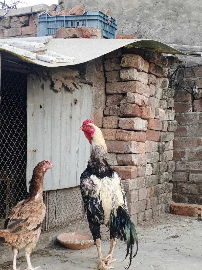 shamo male + mianwali female