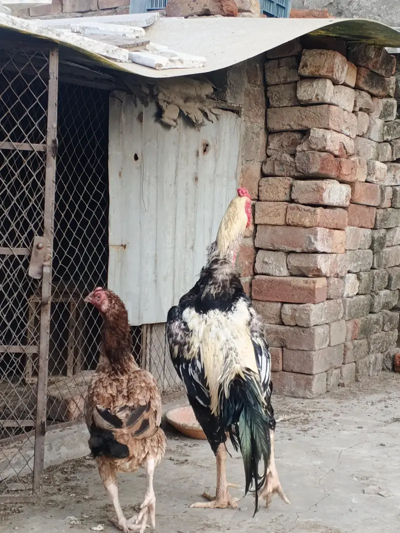 shamo male + mianwali female — photo 2