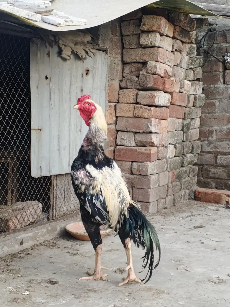 shamo male + mianwali female — photo 3