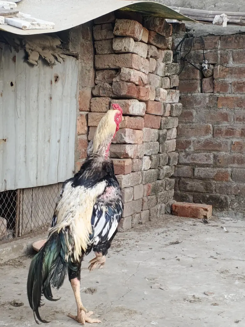 shamo male + mianwali female — photo 4