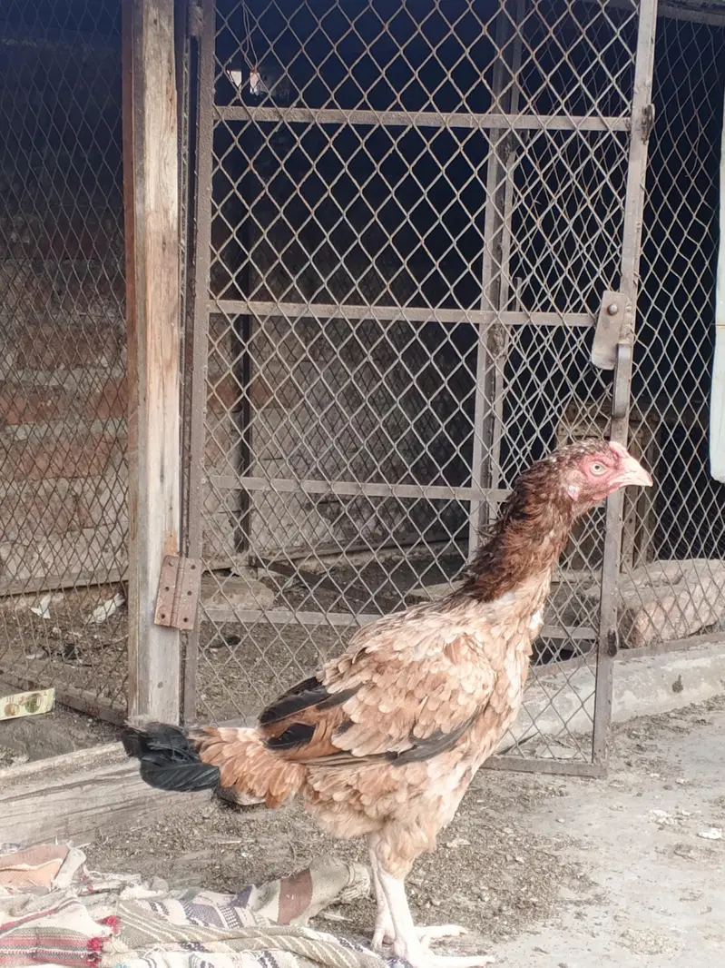 shamo male + mianwali female — photo 5