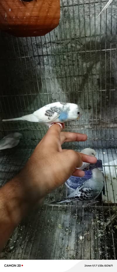 parrot