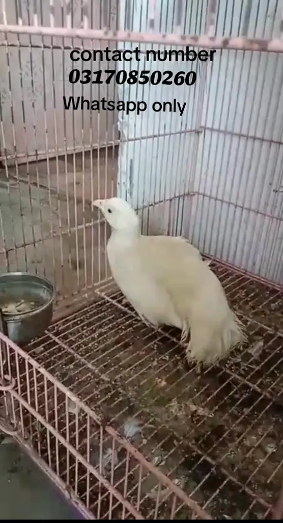 Sale birds