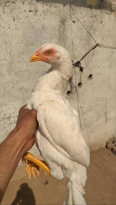 Heera aseel madi