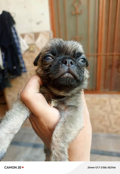 pug puppies