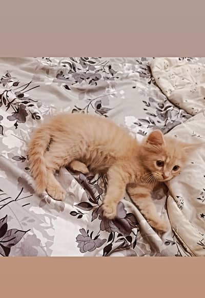 Persian Angora