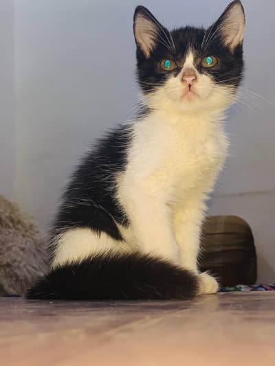 Persian Kitten