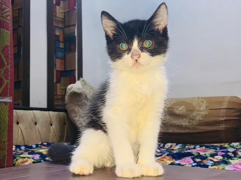 Persian Kitten — photo 2