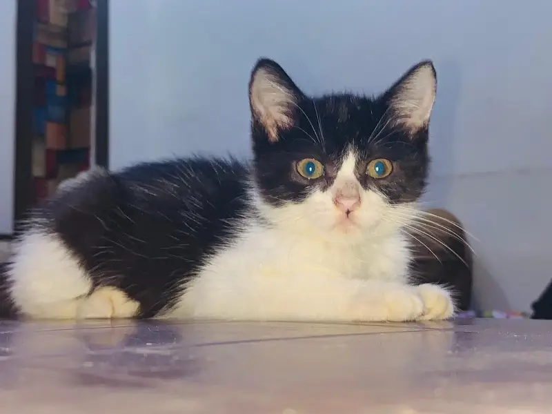 Persian Kitten — photo 3