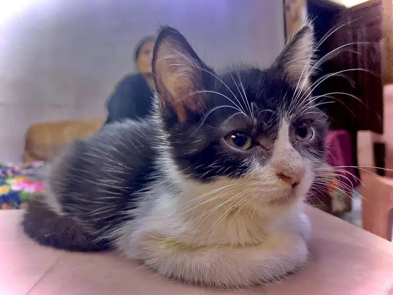 Persian Kitten — photo 4
