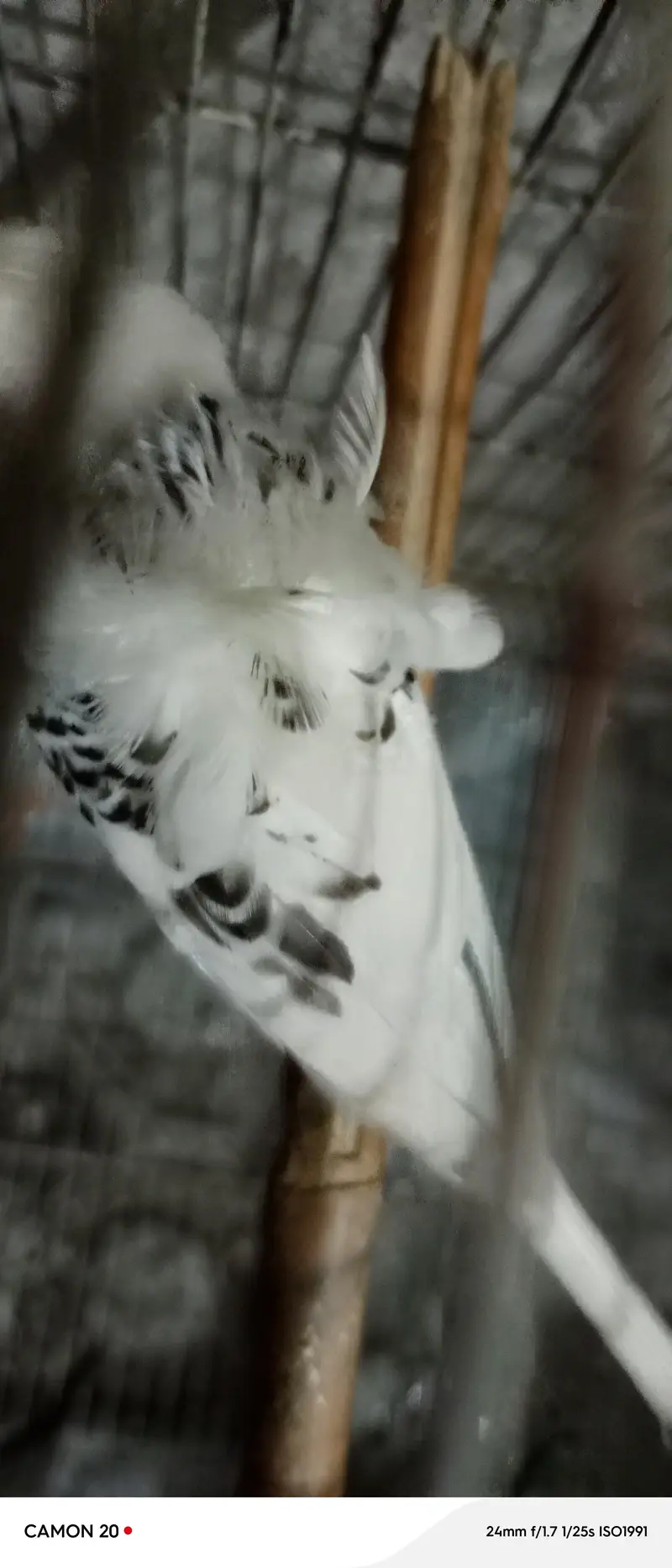 parrot