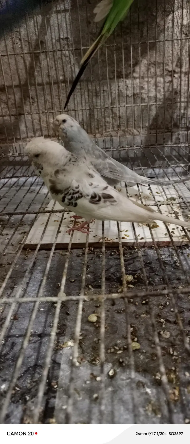 parrot — photo 2
