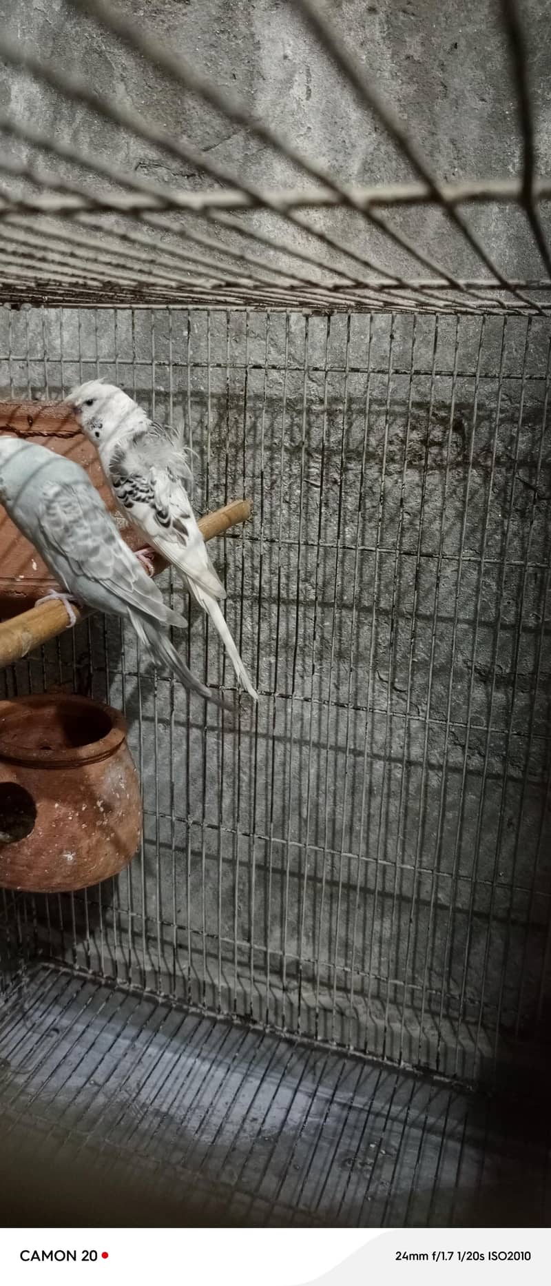 parrot 2