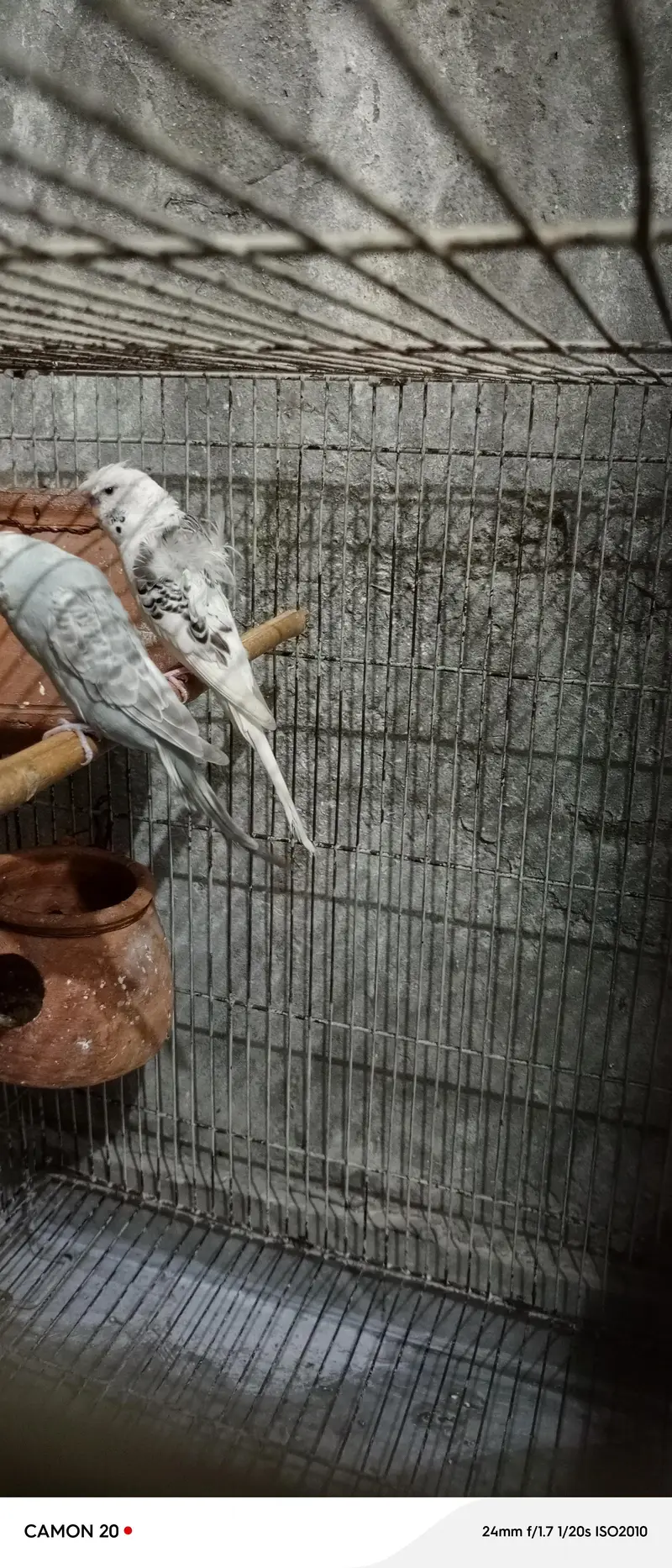 parrot — photo 3