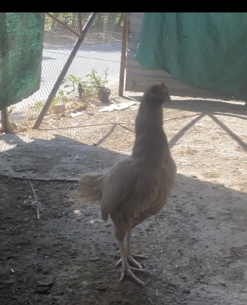 Aseel murgi — photo 10