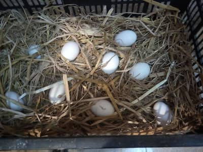 Heera Aseel eggs