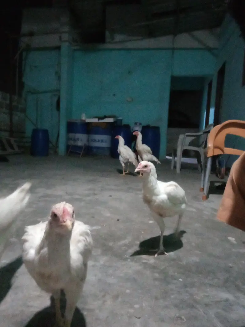 Heera Aseel eggs — photo 2