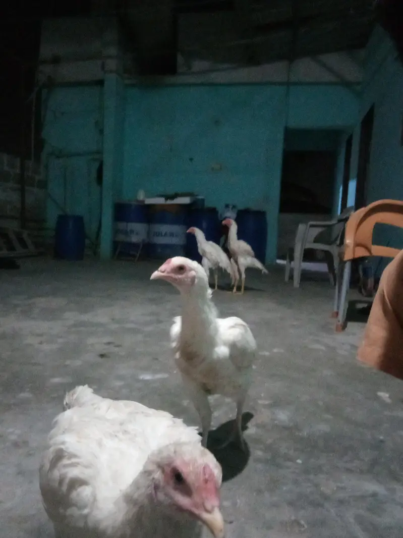 Heera Aseel eggs — photo 3