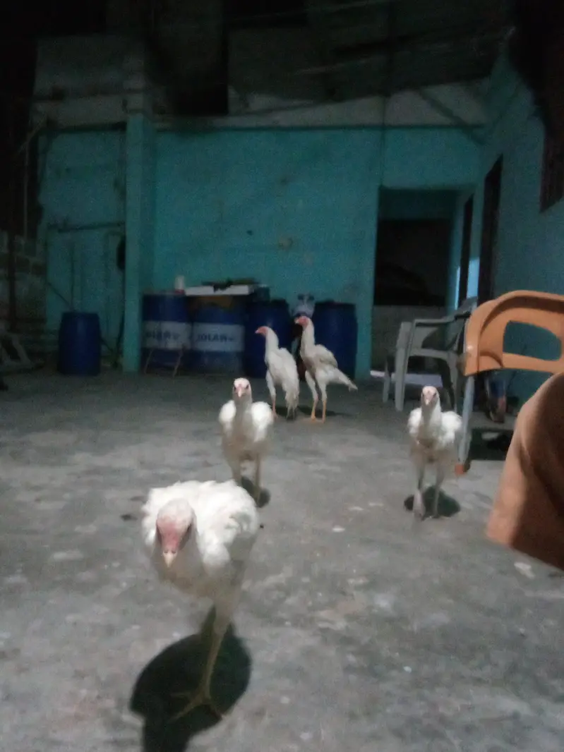 Heera Aseel eggs — photo 4