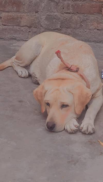 labra  dog female