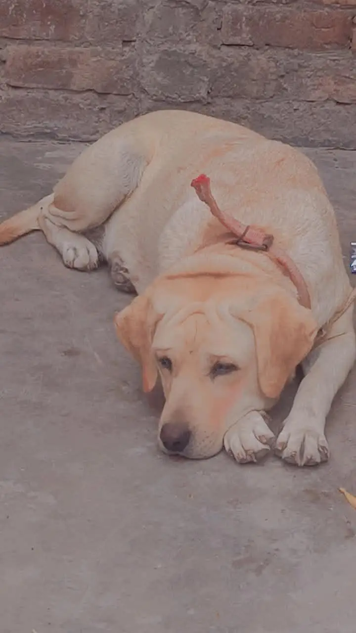 labra  dog female