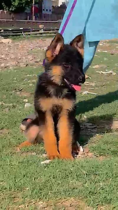 German Shepard male puppy for sale