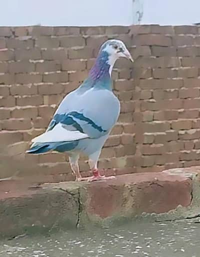 imported dresser pigeons